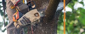 Best Tree Mulching  in Saticoy, CA