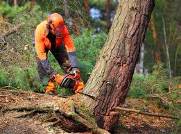 How Our Tree Care Process Works  in  Saticoy, CA