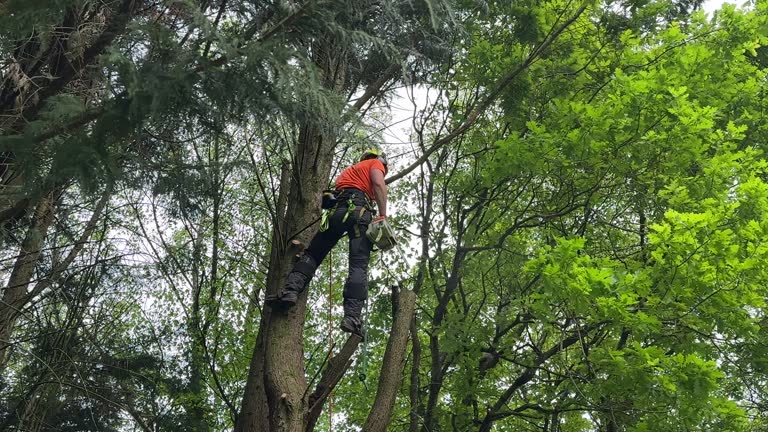 Professional Tree Removal in Saticoy, CA