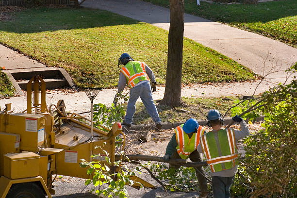 Best Tree Disease Treatment  in Saticoy, CA