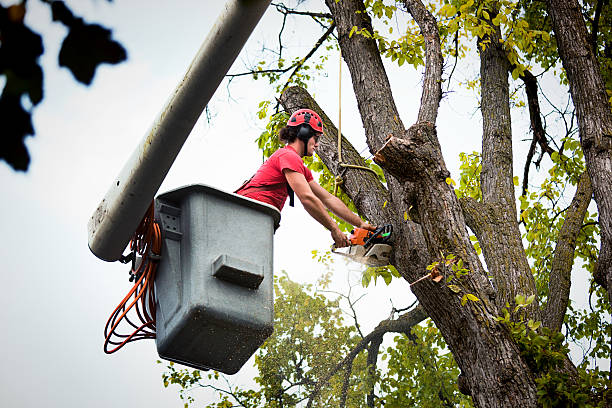 Best Arborist Consultation Services  in Saticoy, CA